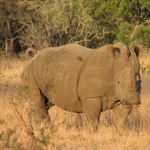 Luxury Beach Safari Holiday South Africa Mauritius Luxury Beach Safari Holiday Madikwe Safari Holiday Vacation