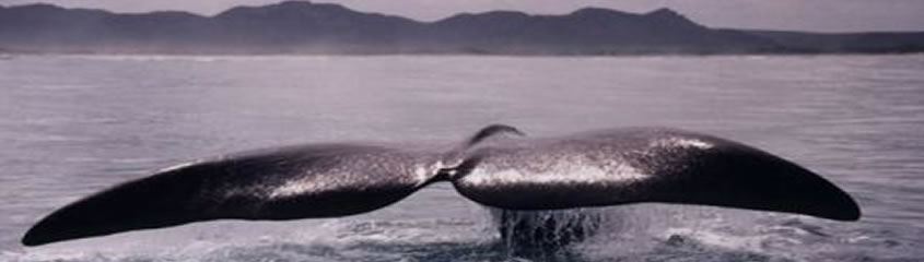 Garden Route Safari Holidays Garden Route South Africa Holidays Tours