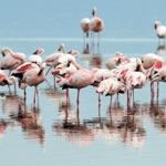 Disabled Safari Beach Kenya Disabled Safari Beach Nakuru Amboseli Tsavo Mombasa Disabled Wheelchair Safaris