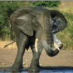 Zambia Safari Zambia Vacations Zambia Holidays Zambia Kafue Zambia Safari South Luangwa Holiday Victoria Falls