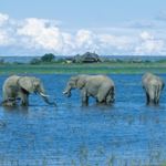 Disabled Safari Tours Botswana Disabled Safari Okavango Victoria Falls Disabled Safari Tours