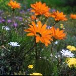 Photography Safari South Africa Photo Safari Kalahari Wild Flowers Namaqualand Augrabies Falls