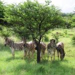 Beach Safari Holidays South Africa Beach Safari Vacations South Africa Safari Durban Safari Hluhluwe Zululand