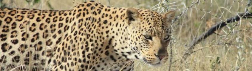 Photo Safari South Africa Photo Safaris South Africa Photographic Safaris South Africa Holidays