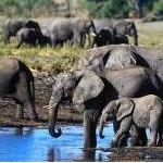 Botswana Safari Holidays Botswana Safaris Vacations Okavango Delta Chobe River Victoria Falls
