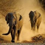 Cape Town Wheelchair Accessible Safari Madikwe Sun City Accessible Hotels Cape Town Accessible