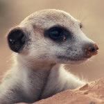 Photo Safari South Africa Photo Safaris Kalahari Kgalagadi Photo Safari Cape Town Photographic Holidays Tours