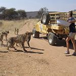 Volunteering Africa Volunteering Namibia Volunteering PAWS Africat Cheetah Leopard Big Cats Volunteering