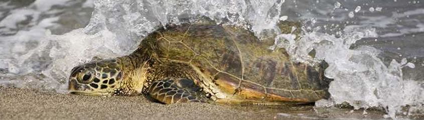 Durban Holidays Durban Beach Safari Holidays Drakensberg South Africa