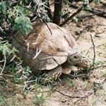 Namib Desert Tours Namib Desert Tour Flowers Succulent Karoo Namibia Fish River Canyon Kalahari Namibia Tours