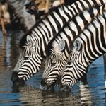 South African Safari Tour South Africa Safari Tour Kruger National Park Swaziland Hluhluwe Zululand Durban Tour