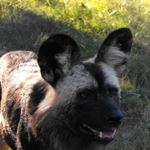 Safari Madikwe Safari Holidays Madikwe South Africa Sun City Holidays Sun City South Africa Safari Holidays Dogs