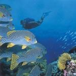 Scuba Diving Holidays Mozambique Scuba Diving Holiday Vacation Inhambane Dive Tofo Beach Mozambique Tofo Beach