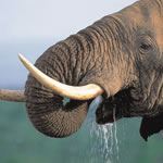 Malaria Free Safari Holidays Cape Town South Africa Addo Shamwari Safaris South African Safari