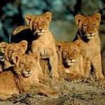 Safari Tour Kruger National Park South Africa Safari Tour Moholoholo Rehabilitation Endangered Star Astronomy