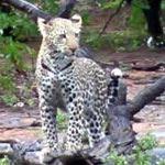 Safari Vacation South Africa Safari Vacation Cape Town Kruger National Park Stellenbosch Wine Safari Vacations