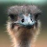 Private Guided Tour Cape Town Hermanus Oudtshoorn Knysna Plettenberg Garden Route South Africa