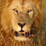 Selous Safari Selous National Park Tanzania Holidays Selous Holidays Stone Town Zanzibar Beach Safari Holidays
