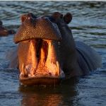 Equestrian Safari Holidays South Africa Equestrian Beach Safari Holiday Vacation South Africa Horse Riding