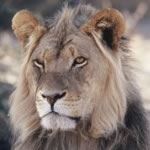 Photo Safari South Africa Photographic Safari Big Cats Lions Bird Watching Safari Victoria Falls