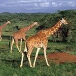 Luxury Safari Kenya Luxury Safari Masai Mara Luxury Safari Laikipia Rift Valley Kenya Hotels Zanzibar Hotel Star