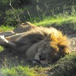 Disabled Wheelchair Accessible Safari Kruger National Park Cape Town Victoria Falls Disabled Safari Holiday