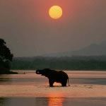 Mana Pools Zimbabwe Mana Pool Canoeing Safari Zambezi River Hippo Hwange Victoria Falls Safari Holiday Vacation