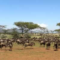 Ikoma Tented Lodge W