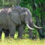 Safari Serengeti Wildebeest Migration Safari Serengeti Tanzania Safari Holidays Vacations Selous Tanzania