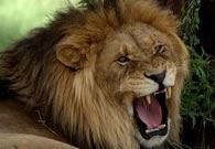 Tailor Made Holidays South Africa Tailor Made Holiday Kenya Tailor Made Safari Holidays Botswana Zambia Namibia