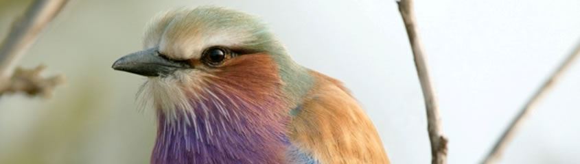 Birding Safaris Kenya Birding Holidays South Africa Birding Safaris