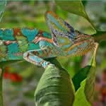Tours Madagascar Tours Lemurs Madagascar Vacation Nosy Be Madagascar Holiday Nosy Bay Madagascar