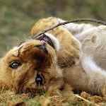 Honeymoon in Mozambique Honeymoon Safari Tanzania Mozambique Safari Honeymoon Holiday Vacation Offers