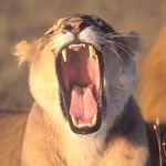 African Safari Tour Africa Tour Tanzania Tour Serengeti Safari Tour Ngorongoro Zanzibar Beach Packages Flights