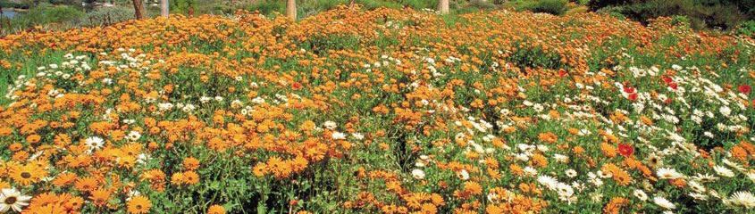 Wildflower Safari Tours South Africa Wildflower Tours Namaqualand Wildflower Tours South Africa