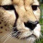 Family Safari South Africa Track Wildlife Conservation Course Cheetah