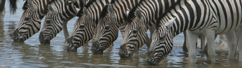 Sun City South Africa Sun City Holidays Sun City Madikwe Safari Holiday
