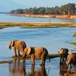 Safari South Luangwa Safari Zambia Safari Victoria Falls Safari Holiday Vacation Lion Leopard Cat