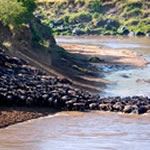 Holidays to Kenya Holidays Masai Mara Safari Holidays to Kenya Safari Holiday Tours Vacations Kenya Lake Nakuru
