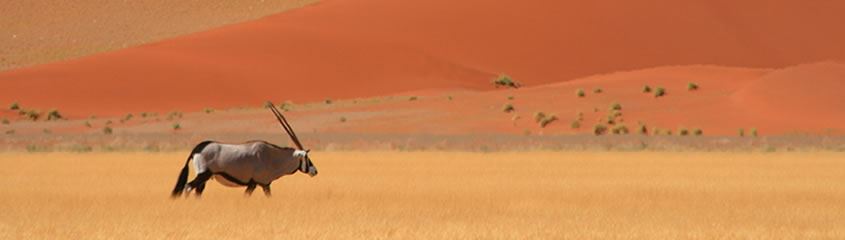 Namibia Safari Holidays Namibia Holidays Namib Tours Vacations Namibia