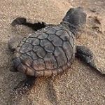 Romantic Luxury Beach Safari Kruger National Park Thonga Beach South Africa Luxury Beach Safari Honeymoon Africa