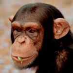 Cheap Safari Holiday South Africa Cheap Safari Holidays Cape Town Cheap Safari Holiday Vacations South Africa
