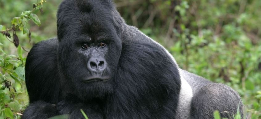 Rwanda Holidays Rwanda Gorilla Safari Holidays Rwanda Safari Rwanda Vacations Rwanda