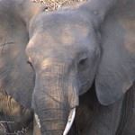 Luxury Mozambique Safari Holiday Vacation Kruger National Park Mozambique Vacations Honeymoon