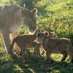 Walk with Lions Kruger Park Tshukudu Wildlife Rehabilitation Centre Touch Lion Cubs South Africa