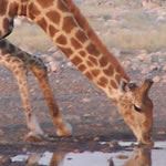 Namibia Holidays Namibia Car Hire Namibia Self Drive Holiday Vacation Namibia Vacation Self Drive Holidays 4x4