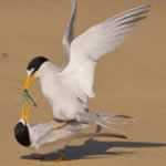 Car Hire Kruger National Park Car Hire Swaziland Car Hire Durban Car Hire St Lucia