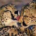Namibia Photo Safari Namibia Birding Tour Namibia Etosha National Park Africat Cheetah Leopard Big Cats Namibia