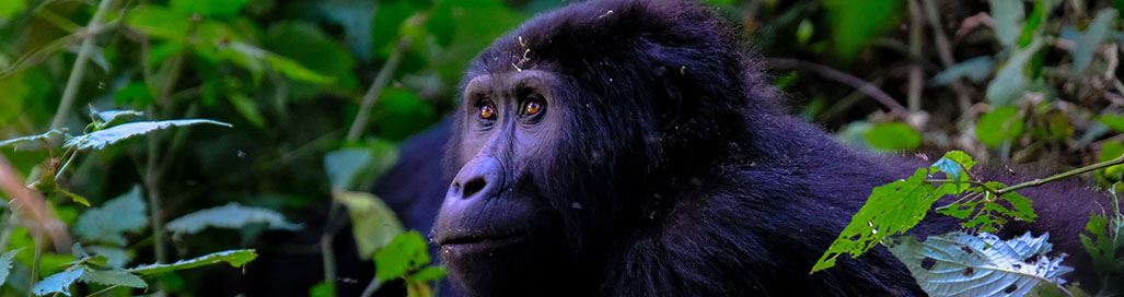 Gorilla Trekking Rwanda Safari Holidays Tours Volcanoes National Park
