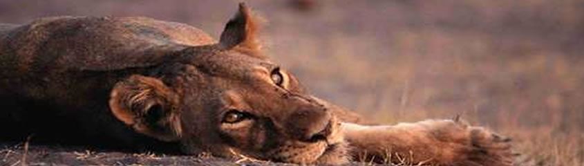 Kruger National Park Safari Holidays Kruger Park Safari South Africa